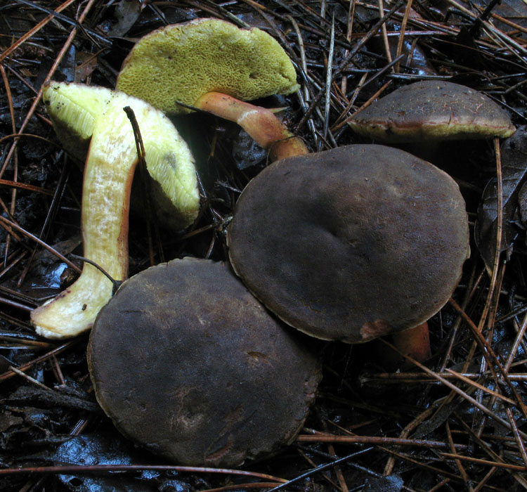 Xerocomus pruinatus ?